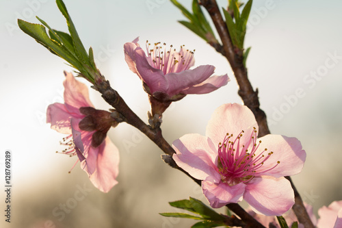 Peach blooms backlit by late evening rays of sun