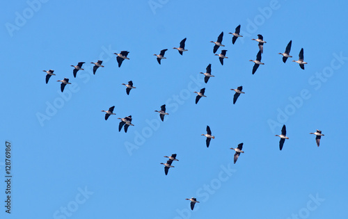 Bean geese flying in the sky