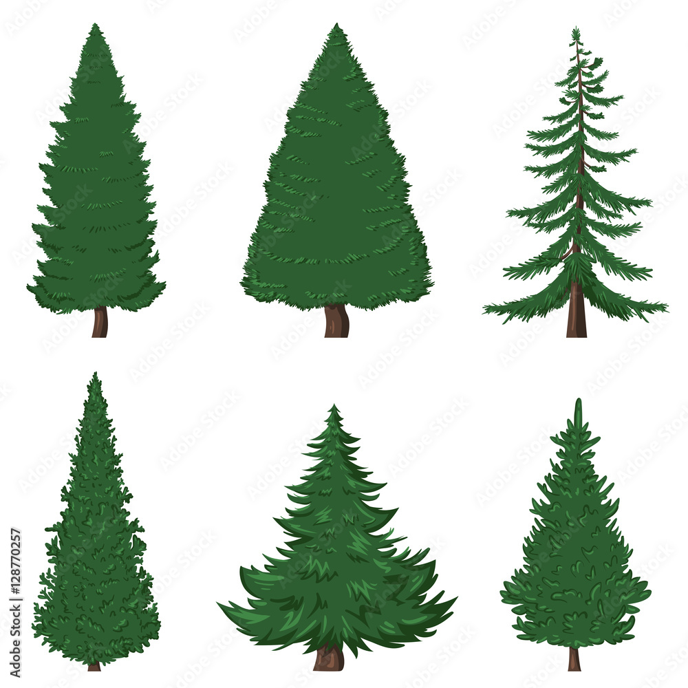 Vector Set of Cartoon Pine Trees on White Background Stock Vector | Adobe  Stock
