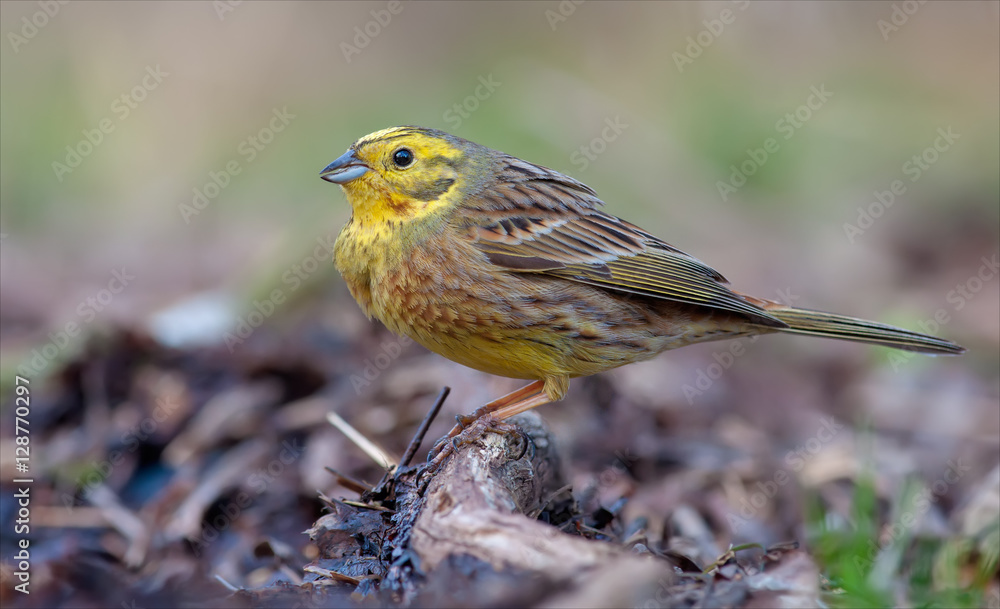 Yellowhammer puffing near the ground Yellowhammer puffing near the ground