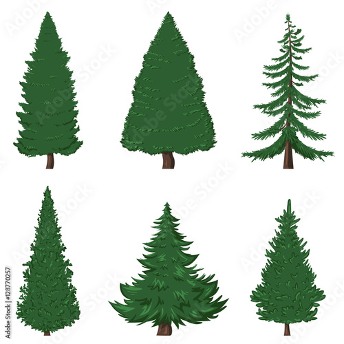 Vector Set of Cartoon Pine Trees on White Background photo