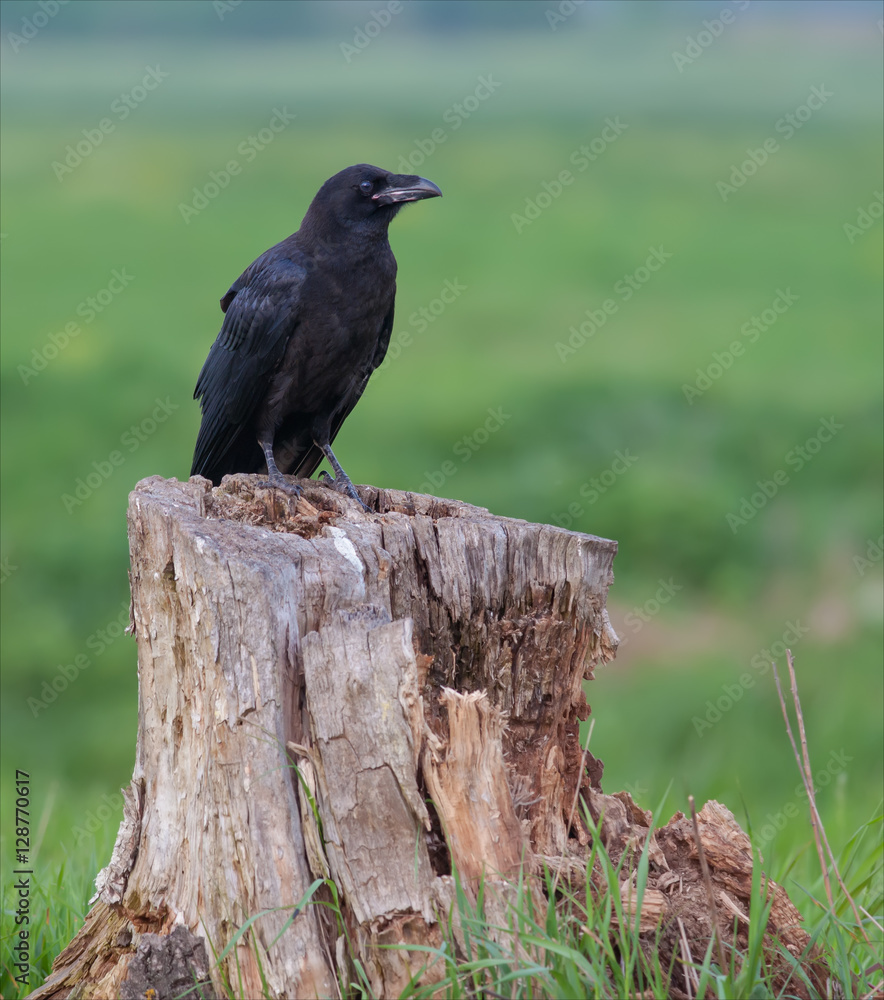 Obraz premium Common raven sitting on a stump