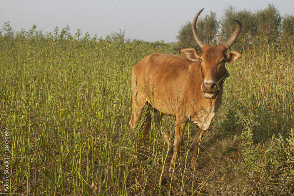 Cow at the field Cow at the field
