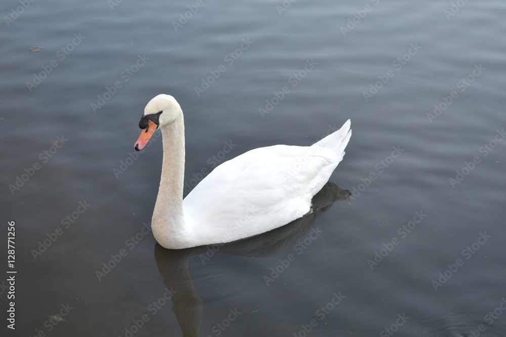 swan on lake swan on lake