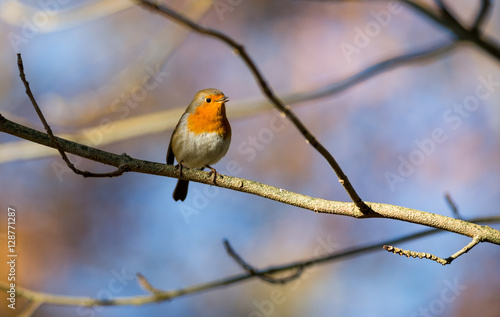 Little red robin bird perched and singing on a tree twig during autumn