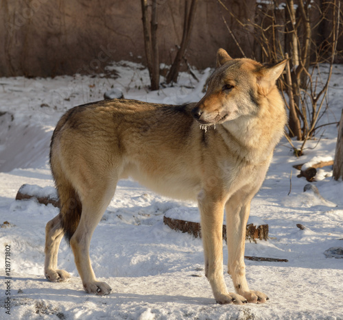 Eurasian wolf (Canis lupus lupus) © valeriyap