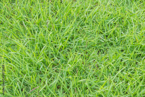 A Natural Green Grass Texture Background.