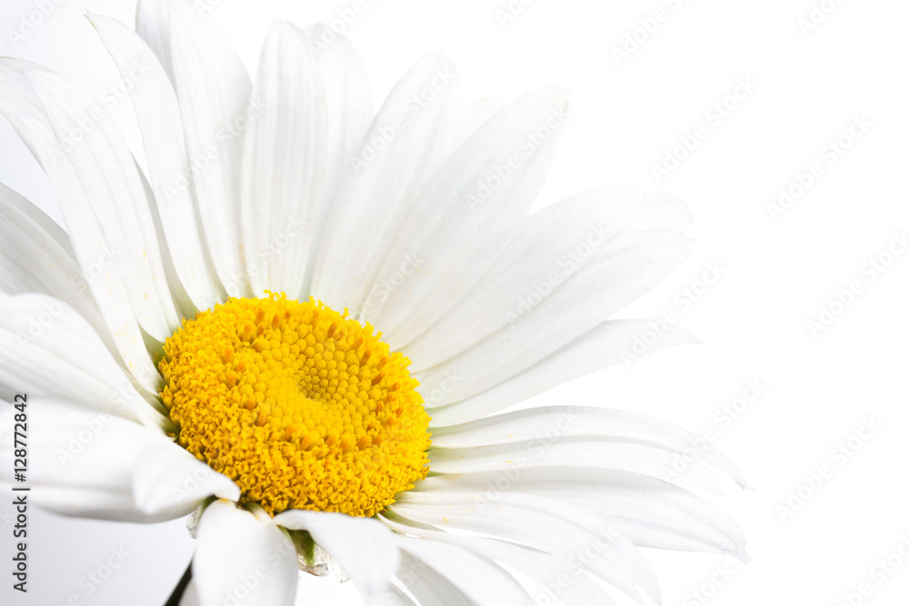 Camomile, beautiful white flower, macro. Floral wallpaper Camomile, beautiful white flower, macro. Floral wallpaper