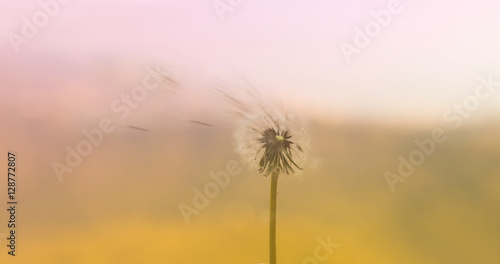 Flowers grass soft blurred background tone palette vintage style. Blurred soft background.