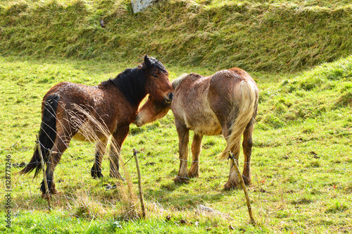 horse couple at rural landscape © jon_chica