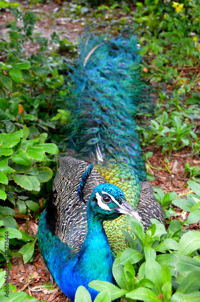 Naklejka premium Blue Peacock Laying Down