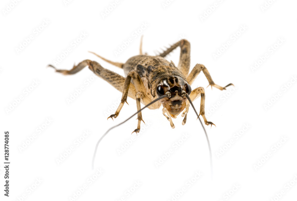cricket - Gryllus assimilis - feeding insects cricket - Gryllus assimilis - feeding insects