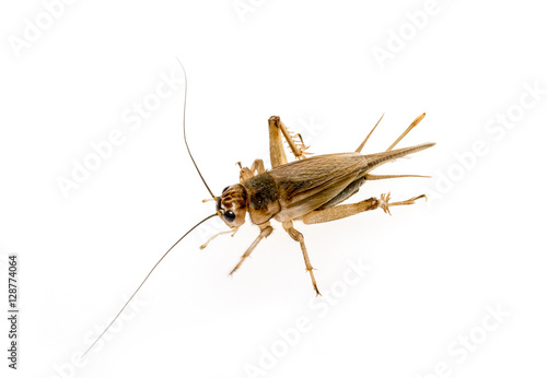 cricket - Gryllus assimilis - feeding insects © Vera Kuttelvaserova