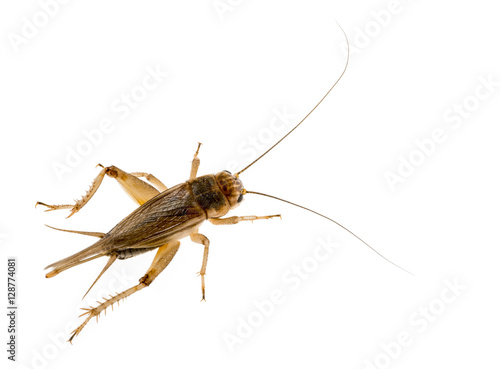 cricket - Gryllus assimilis - feeding insects