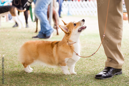 Welsh Corgi standing at a dog show
