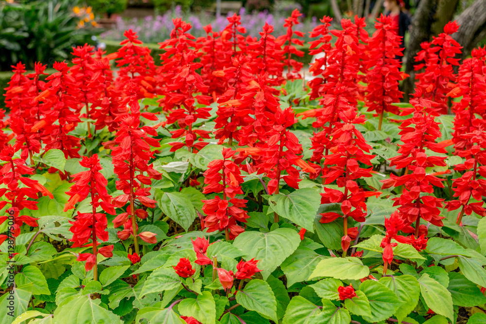 Red flowers of Salvia close up at large flowerbed