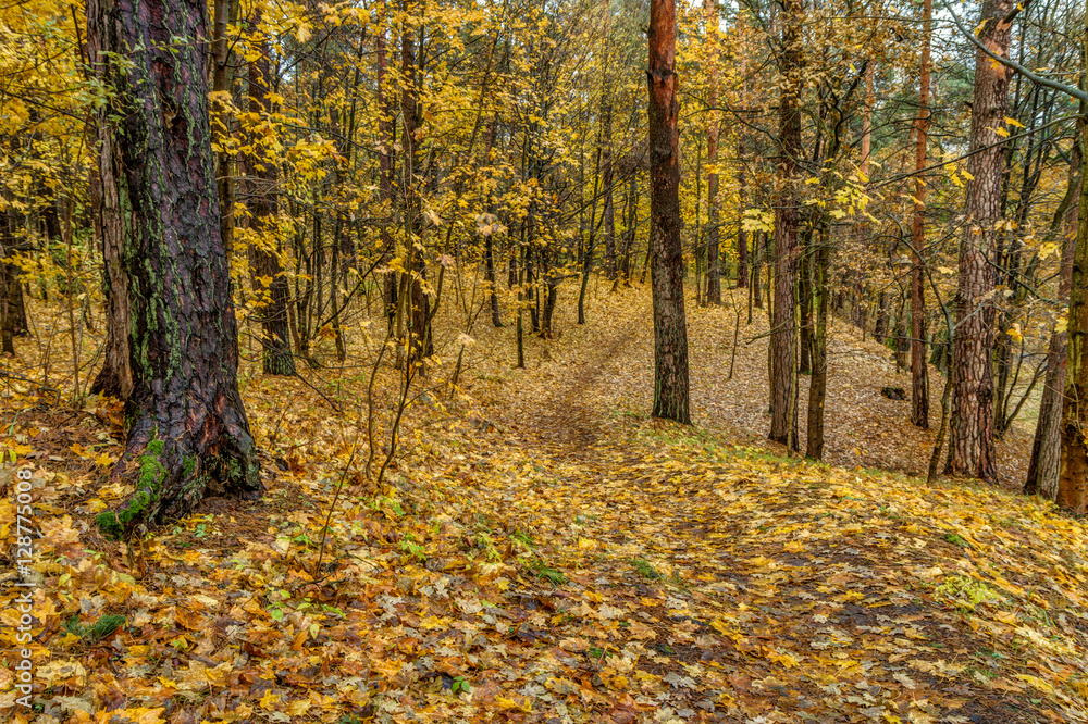 Yellow leaves in forest