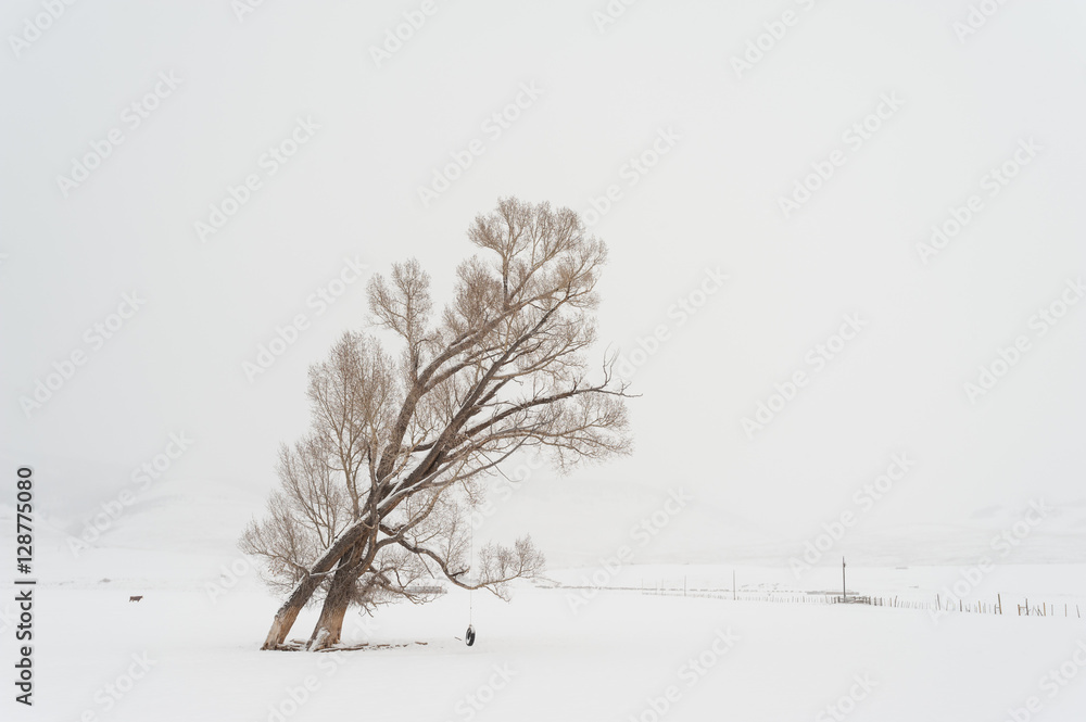 Fototapeta premium Tango Trees
