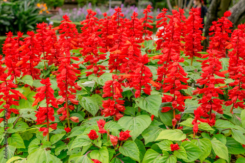 Red flowers of Salvia close up at large flowerbed photo