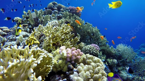 Coral reef and beautiful fish.
.Life in the ocean. Tropical fish and coral reefs. Beautiful corals. Underwater life in the ocean.  Minimal video processing. Natural environmental conditions.
 photo