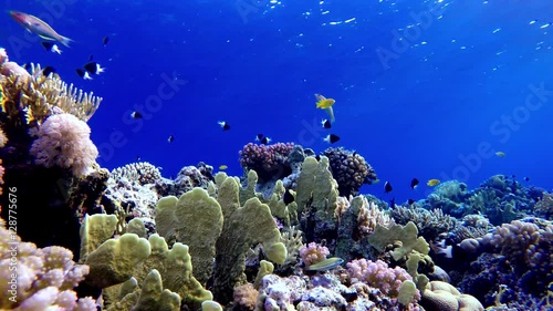 Wallpaper Mural Diving. Coral reef and beautiful fish. Underwater life in the ocean. Tropical fish on coral reefs. Coral reef and beautiful fish. Underwater life in the ocean. Tropical fish on coral reefs.
 Torontodigital.ca