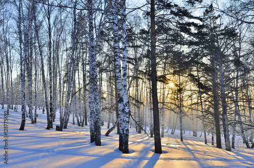 Winter Sunrise in the Birches Grove