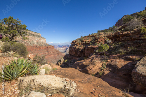 Grand Canyon with rocks and trees