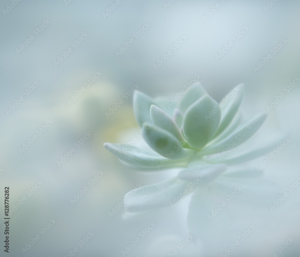 Heavenly Succulent Heavenly Succulent
