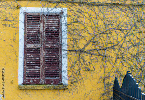 Overgrown with ivy window. Yellow wall.