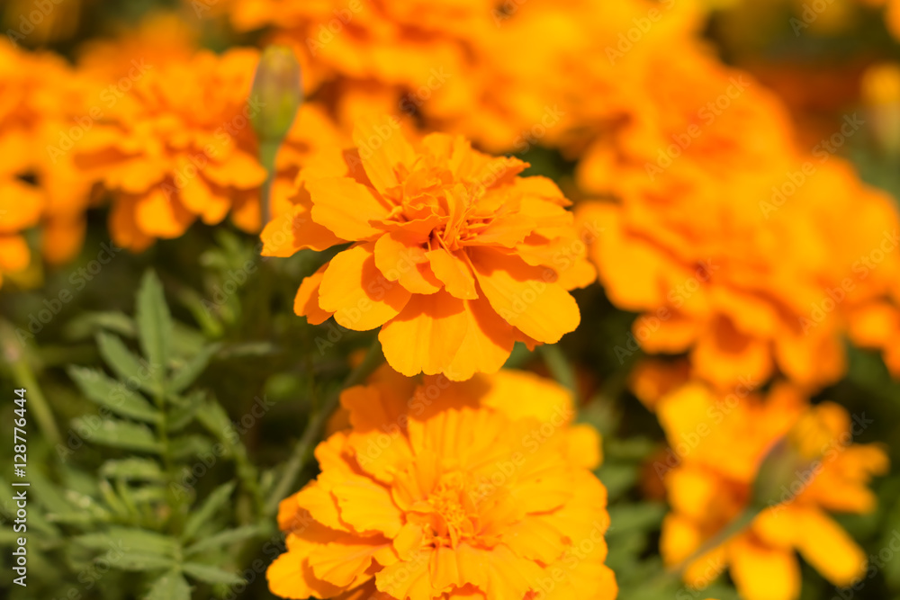 Fully Bloomed Colorful Marigold at Garden in October Fully Bloomed Colorful Marigold at Garden in October