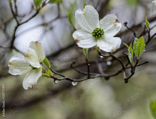 Dogwood Flowers with Raindrops