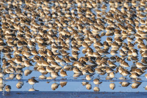 Dunlins on Shore