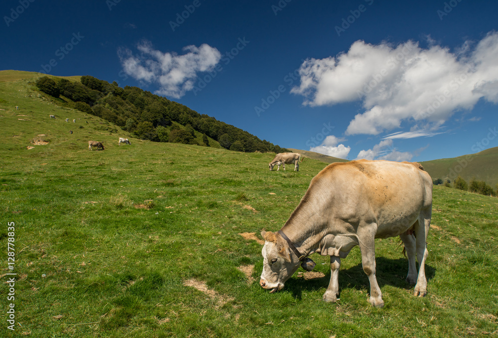 The pasture in the mountains. Cows grazing on the hills. Italy.