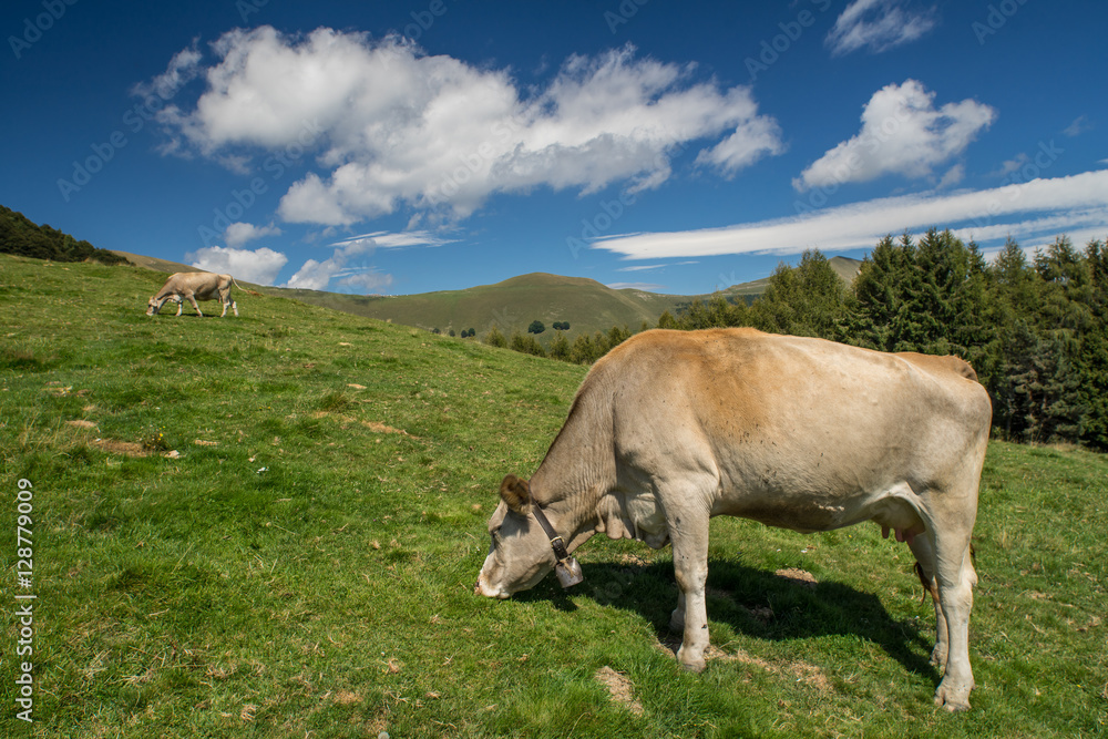 Naklejka premium The pasture in the mountains. Cows grazing on the hills. Italy.