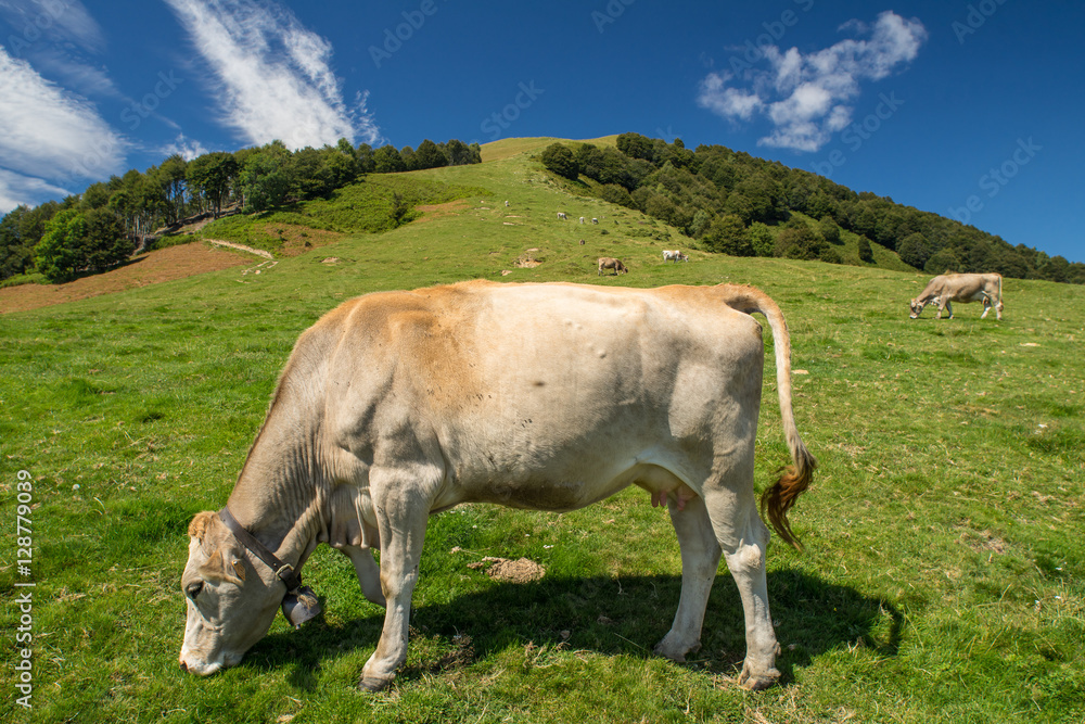 Fototapeta premium The pasture in the mountains. Cows grazing on the hills. Italy.
