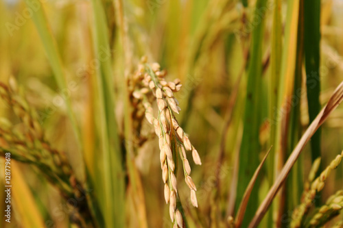 Rice Plant