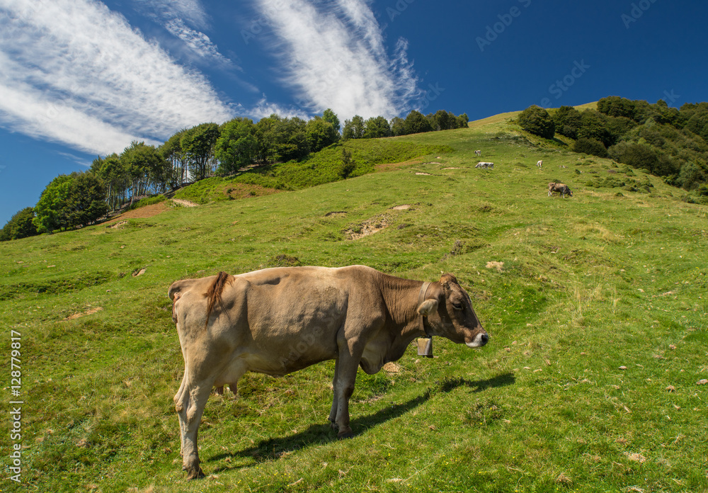 The pasture in the mountains. Cows grazing on the hills. Italy. The pasture in the mountains. Cows grazing on the hills. Italy.