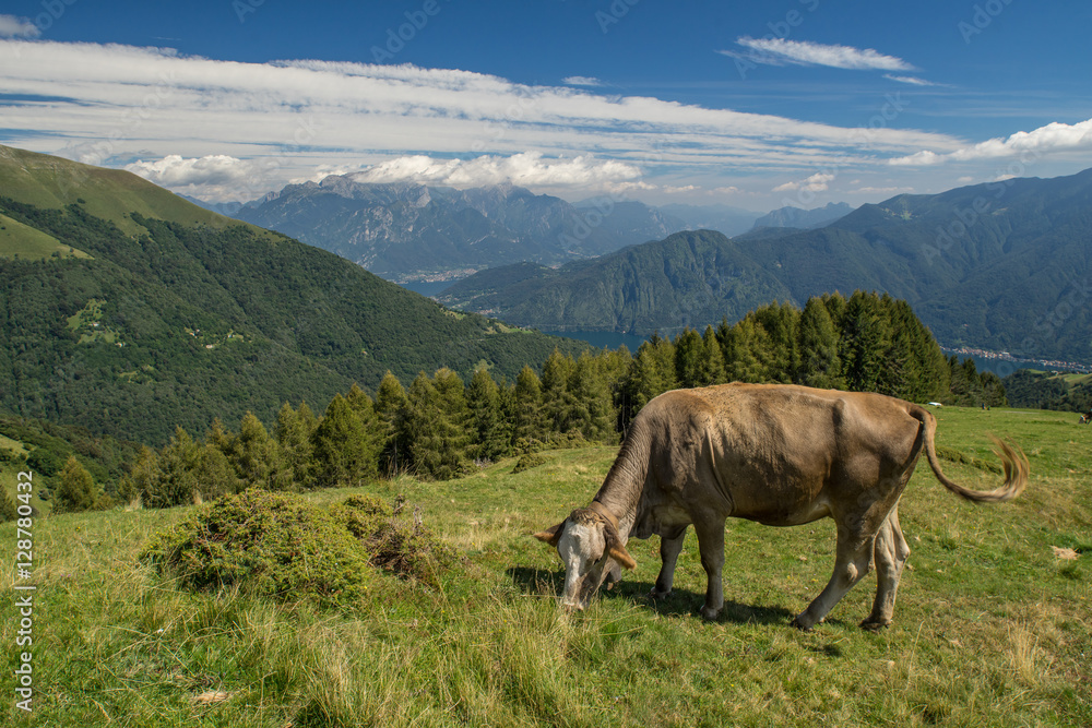 The pasture in the mountains. Cows grazing on the hills. Italy.