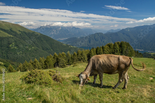 The pasture in the mountains. Cows grazing on the hills. Italy.