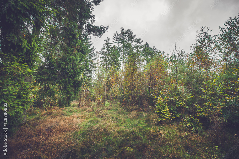 Clearing in a forest with birch trees Clearing in a forest with birch trees