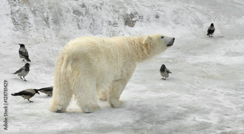 Polar bear and crow