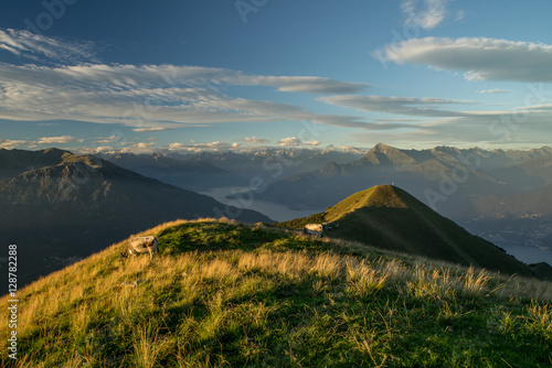 The pasture in the mountains. Cows grazing on the hills. Italy.