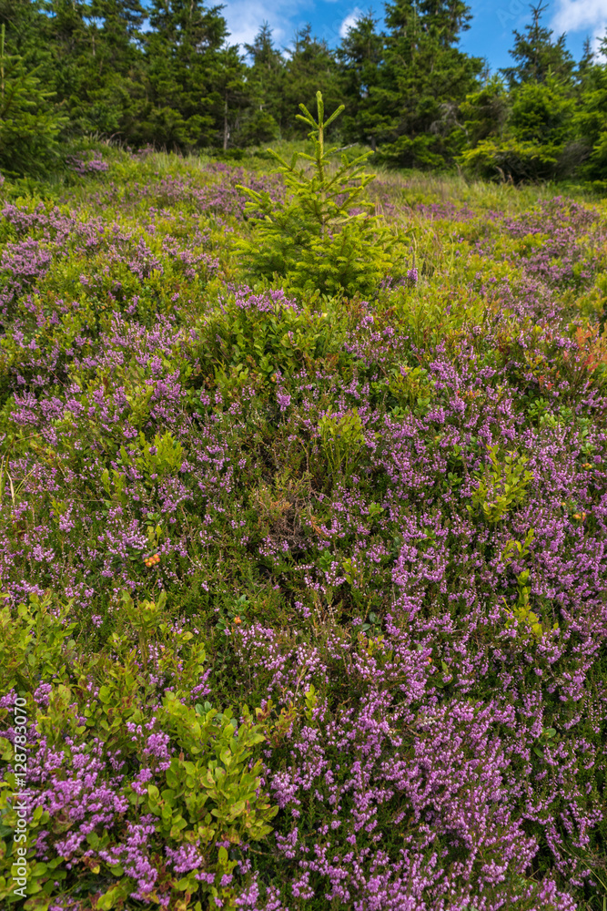 Obraz premium Sniezka, Krkonose National Park, North Bohemia, Central Europe, Czech Republic