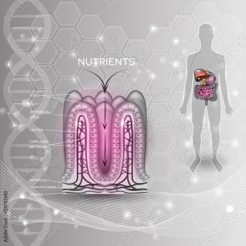 Intestinal lining anatomy and absorption of nutrients