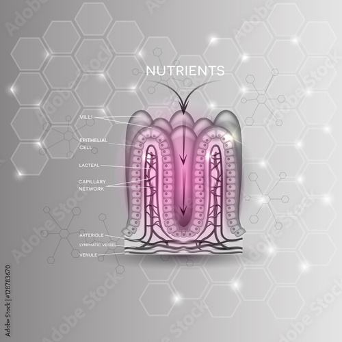 Intestinal lining anatomy and absorption of nutrients photo