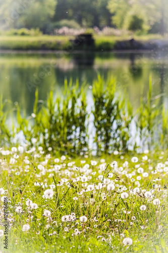 Natural park with grass and the lake