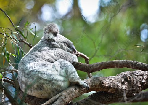 Slapende Koala  photo