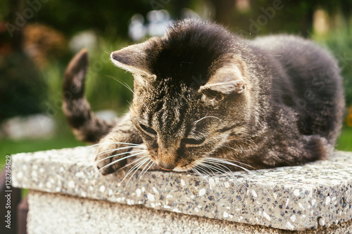 Cat on the fence