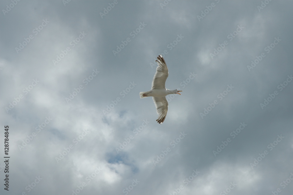Obraz premium Die Freiheit im Flug. Möwe vor Himmel