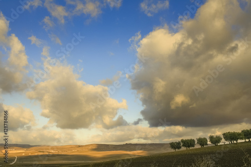 Between Apulia and Basilicata: hilly landscape with olive groves dominated by clouds on plowed soil. Italy.Olive trees lashed by wind with cloudscape: in the background abandoned farmhouses.